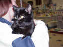 blackcat.jpg (43890 bytes)