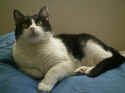 misskitty22.jpg (67450 bytes)