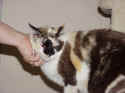 puff kitty.jpg (31878 bytes)