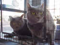 shylaanddennypurr.JPG (44675 bytes)