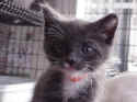 kitten4.JPG (335821 bytes)
