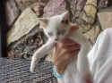 white kitten.jpg (384600 bytes)